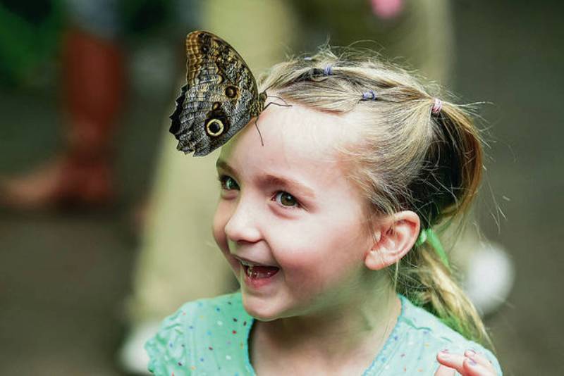 Bướm bay vào người 