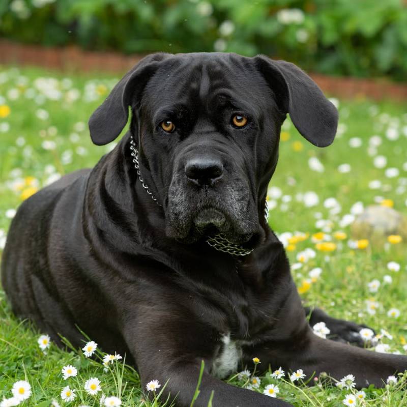 Số đề con chó lớn và các con số liên quan